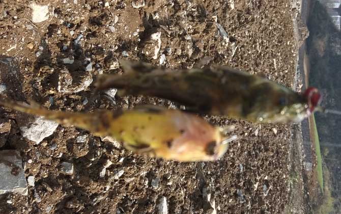 钓鱼用什么鱼钩好？作钓的目标鱼不同，鱼钩的种类和型号也不同！-第5张图片