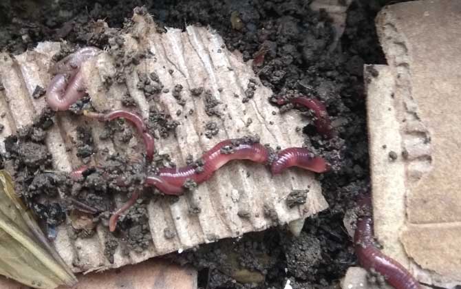 花盆怎么养蚯蚓来钓鱼？-第3张图片