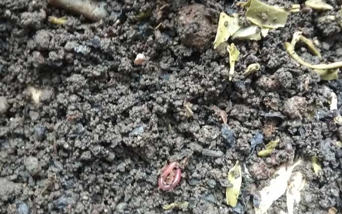 花盆怎么养蚯蚓来钓鱼？-第4张图片