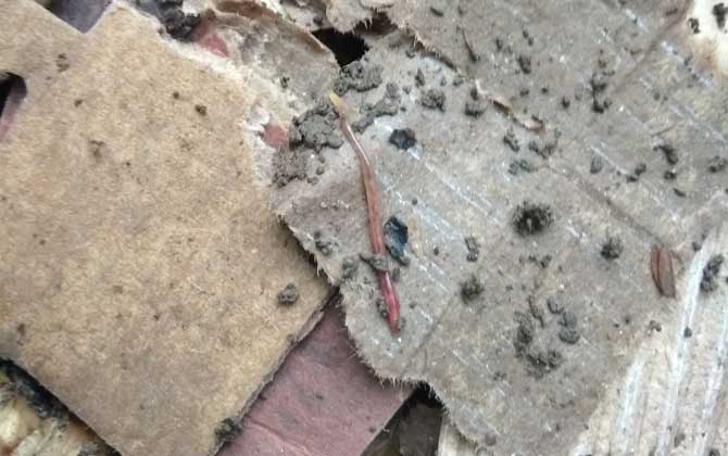 花盆怎么养蚯蚓来钓鱼？-第5张图片