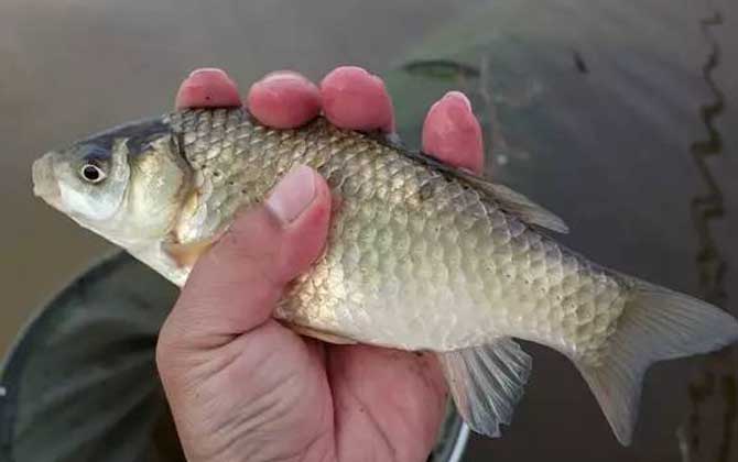 水库钓鲫鱼调几目钓几目？-第2张图片
