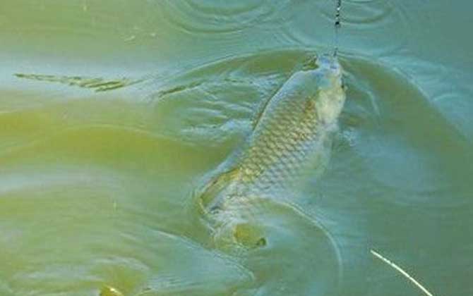钓草鱼最佳调漂是几目？-第1张图片