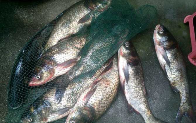 鳙鱼是淡水鱼还是海水鱼?-第2张图片 鳙鱼是淡水鱼还是海水鱼?-第2张图片