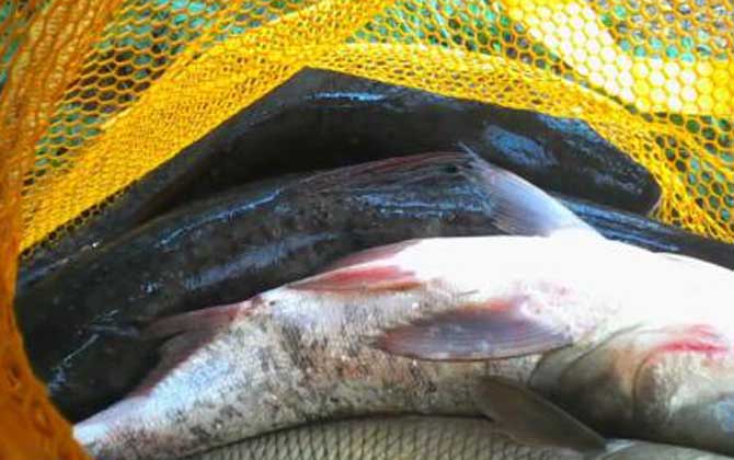 鳙鱼是淡水鱼还是海水鱼?-第4张图片 鳙鱼是淡水鱼还是海水鱼?-第4张图片
