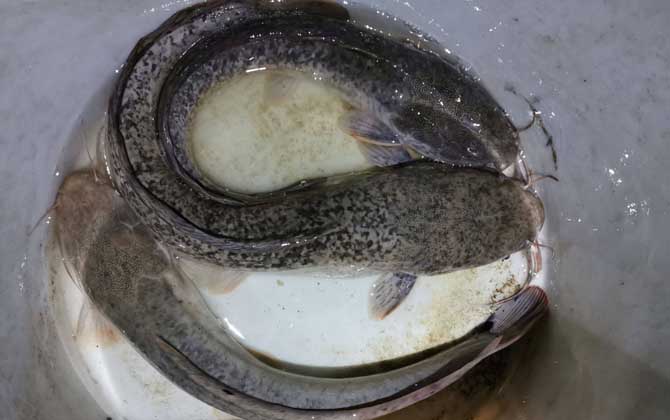 钓鲶鱼最佳时间是什么时候？-第4张图片