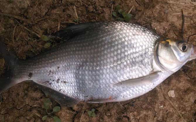 玉米钓鳊鱼是钓底还是钓浮？-第1张图片