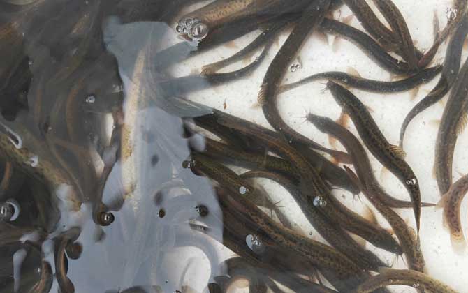 泥鳅养殖一亩要投资多少钱?-第3张图片 泥鳅养殖一亩要投资多少钱?-第3张图片
