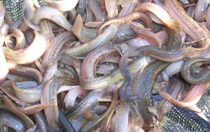 泥鳅价格多少钱一斤？