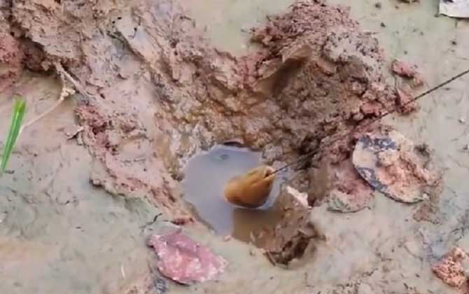 最好钓黄鳝的钩是什么钩型？-第4张图片