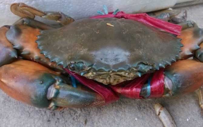 锯缘青蟹是什么蟹?-第4张图片 锯缘青蟹是什么蟹?-第4张图片