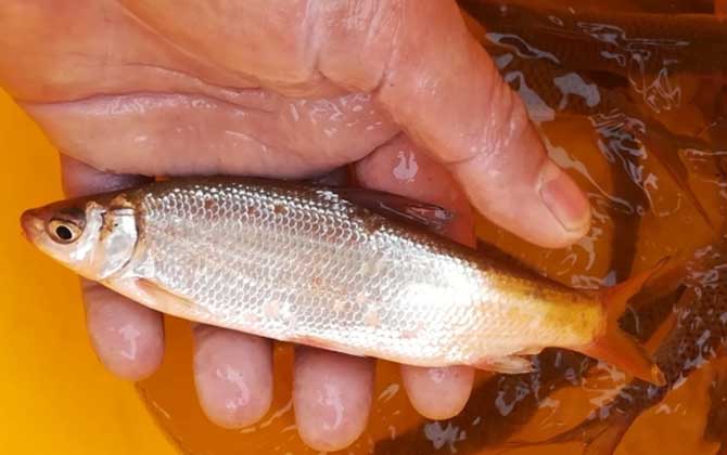 钓黄尾鱼用什么饵料和窝料好？-第3张图片