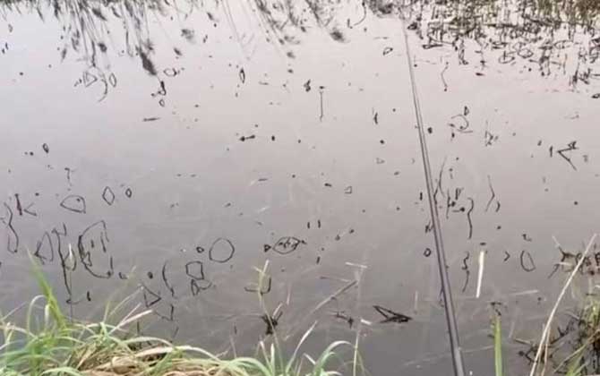 春季传统钓鲫鱼技巧及注意事项-第5张图片