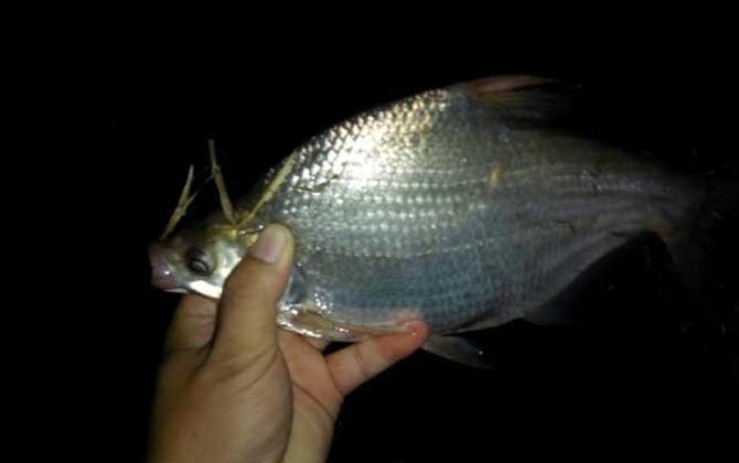 夜钓用夜光漂好还是夜钓灯好？-第5张图片