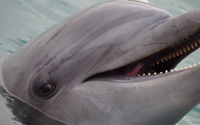 鲨鱼为什么怕海豚？