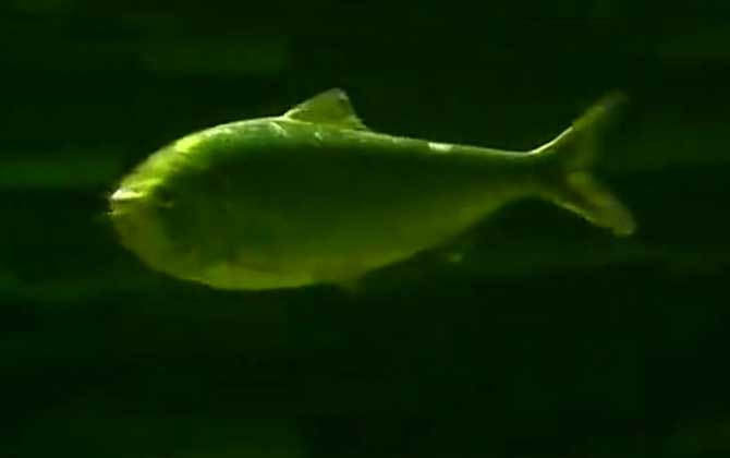 鲥鱼多刺是什么意思?-第2张图片 鲥鱼多刺是什么意思?-第2张图片