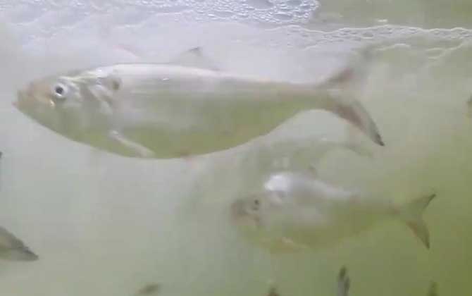 鲥鱼多刺是什么意思?-第3张图片 鲥鱼多刺是什么意思?-第3张图片
