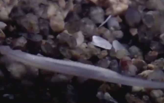 文昌鱼是保护动物吗？-第2张图片
