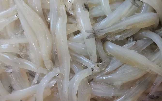 银鱼是什么鱼？-第2张图片