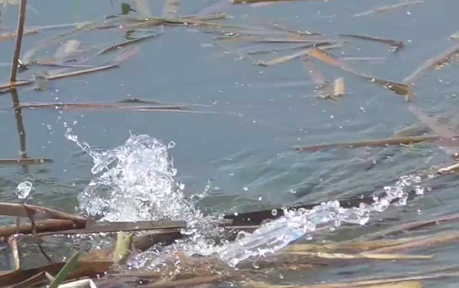 二月钓鱼钓深还是钓浅？-第4张图片