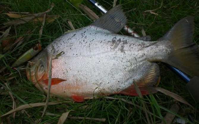 淡水白鲳是食人鱼吗?-第4张图片 淡水白鲳是食人鱼吗?-第4张图片