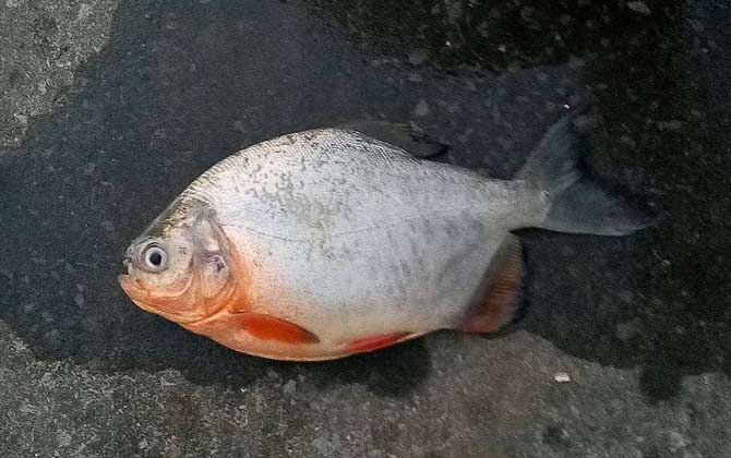 淡水白鲳,吃什么食物,怎么钓,用什么饵料