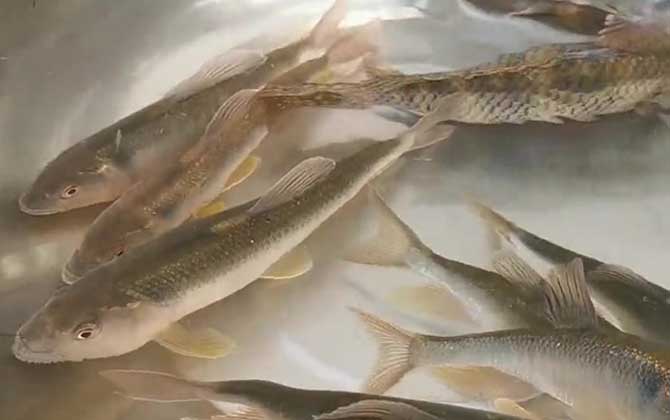 马口鱼是钓底还是钓浮？-第3张图片