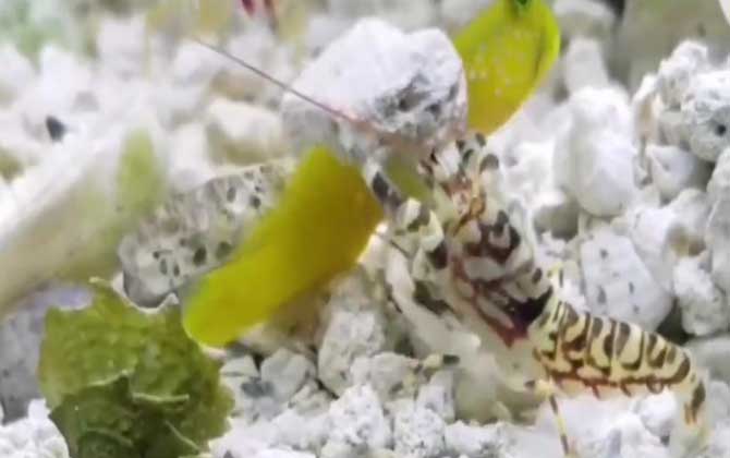 鼓虾是什么虾?-第2张图片 鼓虾是什么虾?-第2张图片