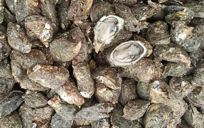 海蛎子是什么动物？-第3张图片