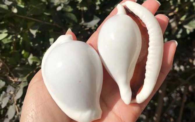 海兔螺是什么螺？-第4张图片