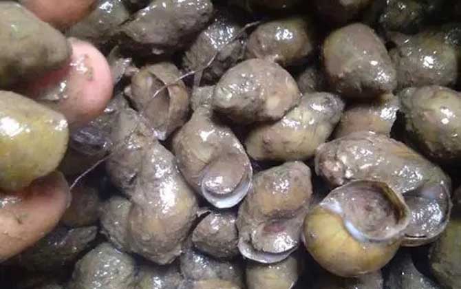 黄螺是什么螺？-第4张图片