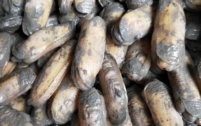 缢蛏是什么动物?-第4张图片 缢蛏是什么动物?-第4张图片