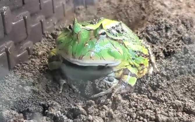 霸王角蛙寿命有多长?-第2张图片 霸王角蛙寿命有多长?-第2张图片