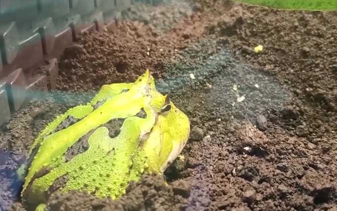 霸王角蛙寿命有多长?-第4张图片 霸王角蛙寿命有多长?-第4张图片