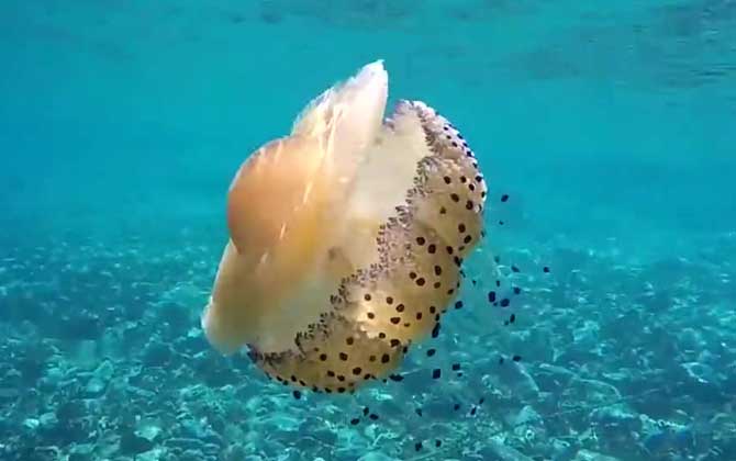 蛋黄水母是什么动物?-第2张图片 蛋黄水母是什么动物?-第2张图片