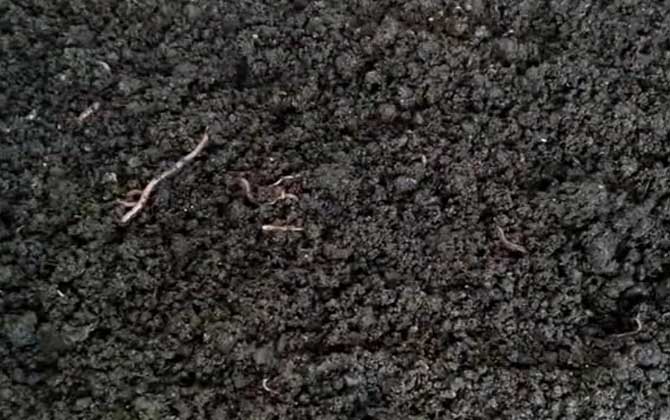 蚯蚓养殖是不是骗局？-第2张图片