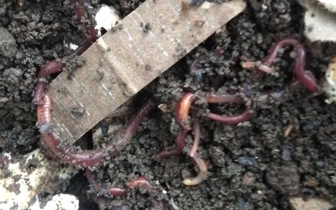 蚯蚓吃植物根系吗？-第2张图片