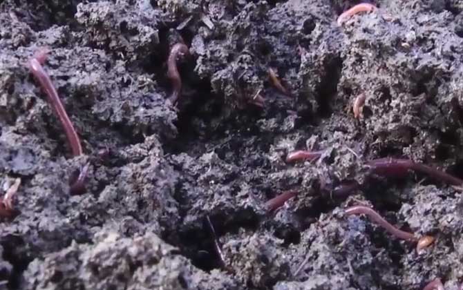蚯蚓吃植物根系吗？-第3张图片