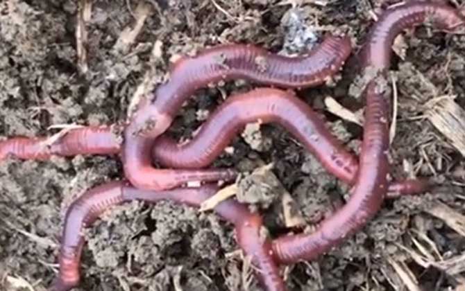 手碰到蚯蚓会感染寄生虫吗？-第4张图片