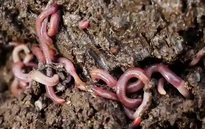 蚯蚓死了还能不能钓鱼？-第3张图片