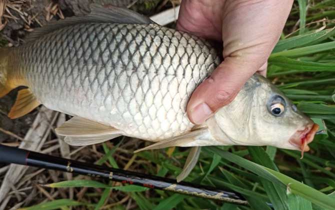 红虫饵能钓鲤鱼吗？-第1张图片