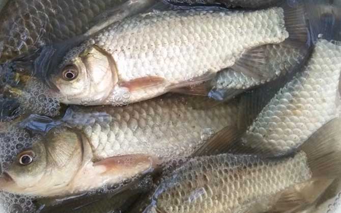 野钓鲫鱼需要打频率吗？-第3张图片