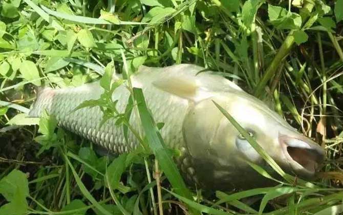 玉米钓草鱼怎么打窝？-第3张图片