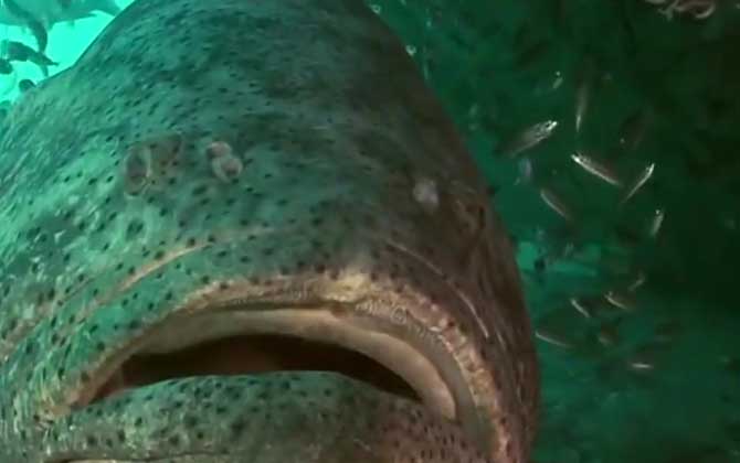 大石斑鱼是什么鱼？-第1张图片