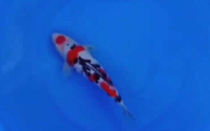 大正三色是什么鱼？-第3张图片