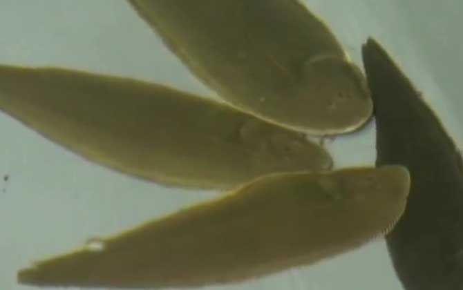 舌鳎是什么鱼?-第3张图片 舌鳎是什么鱼?-第3张图片