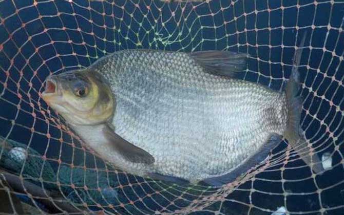 鳊鱼吃什么食物长大的?-第2张图片 鳊鱼吃什么食物长大的?-第2张图片