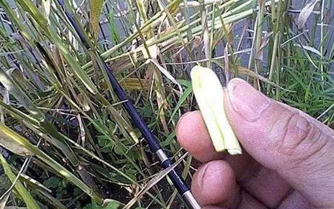 钓鳊鱼用什么草最好？-第6张图片