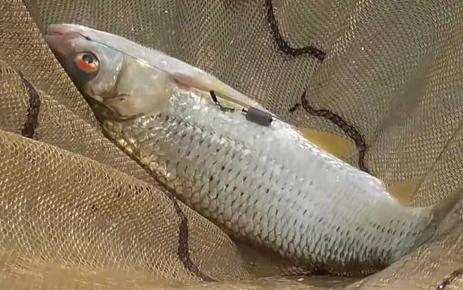钓土鲮鱼是钓底还是钓浮？-第3张图片