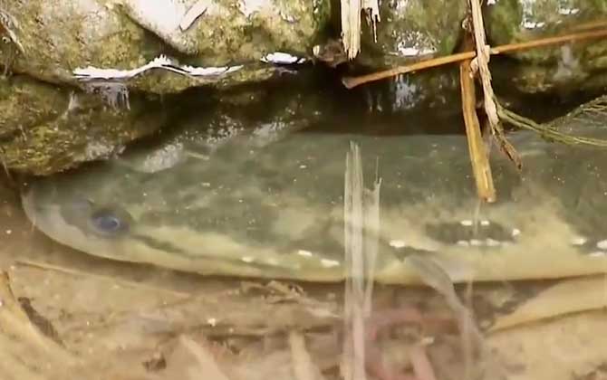 养殖七星鱼有销路吗？-第4张图片