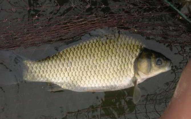 怎么钓鲫鱼容易上钩？找好点、打好窝、用好饵，轻松钓鲫鱼！-第4张图片